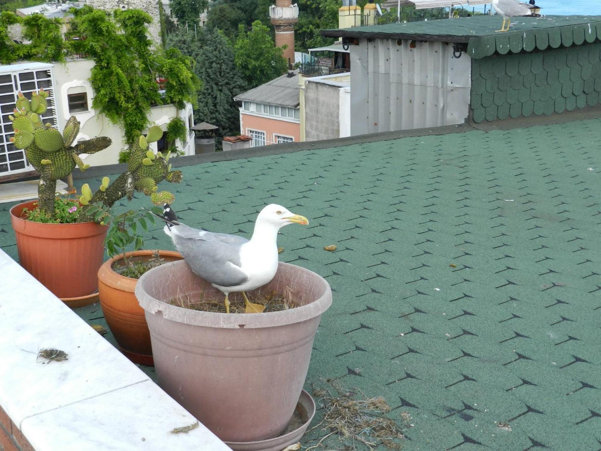 Berk Guest House - Grandma'S House Istanbul Exterior foto