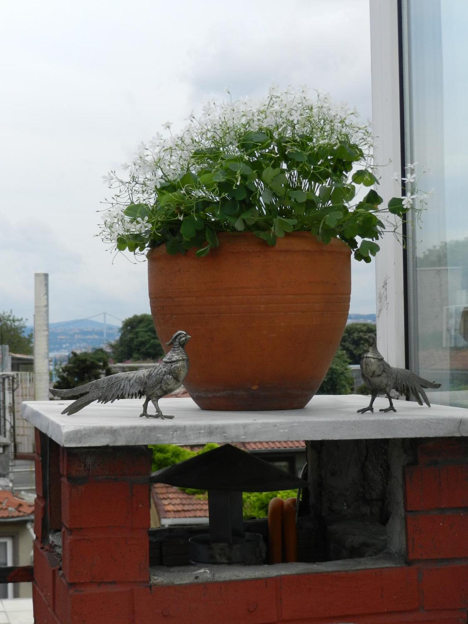 Berk Guest House - Grandma'S House Istanbul Exterior foto